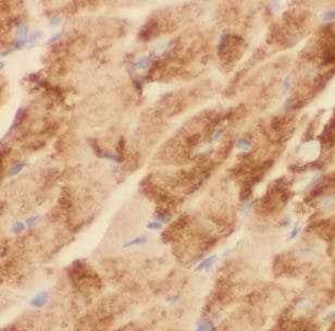 MT-ND2 Antibody - BSA Free