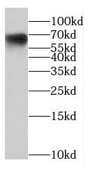 NCOA5 Antibody - BSA Free