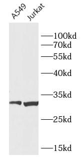 CCDC106 Antibody - BSA Free