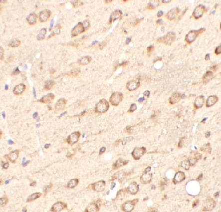 WBSCR27 Antibody - BSA Free