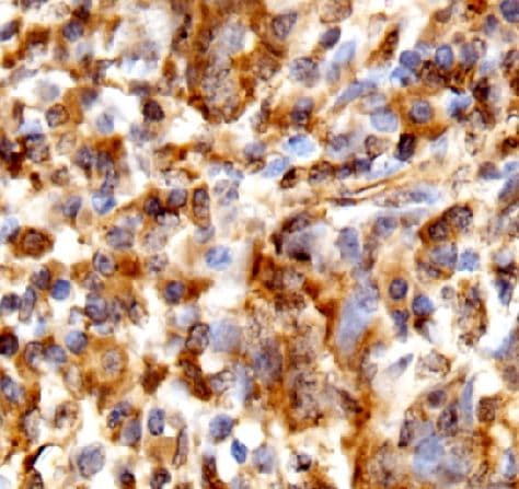 WFDC12 Antibody - BSA Free