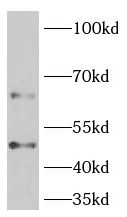 PELI3 Antibody - BSA Free