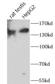 ST5 Antibody - BSA Free