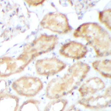 GADD34 Antibody - BSA Free