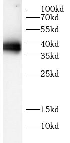 GADD34 Antibody - BSA Free