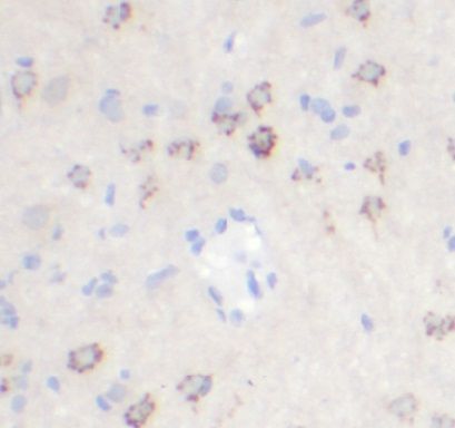 CEP350 Antibody - BSA Free