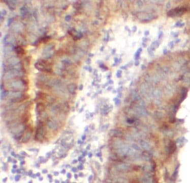 AGO1/EIF2C1 Antibody - BSA Free