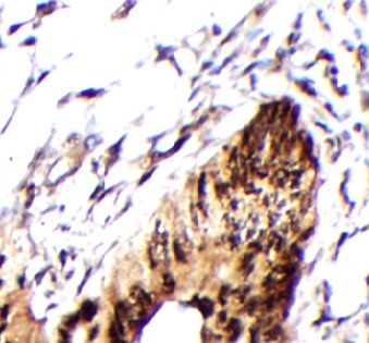 WBSCR16 Antibody - BSA Free