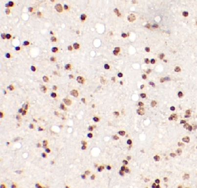 CDK2AP1 Antibody - BSA Free