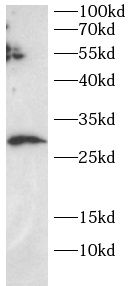 SECTM1 Antibody - BSA Free