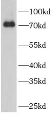 CCNK Antibody - BSA Free