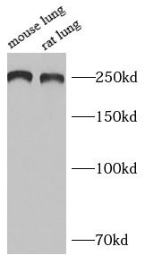 ACF1 Antibody - BSA Free