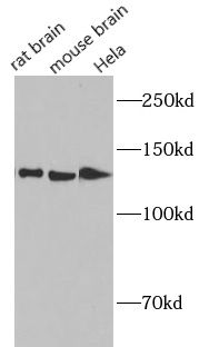 Importin-7 Antibody - BSA Free