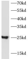 beta Casein Antibody - BSA Free