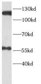 XPF Antibody - BSA Free
