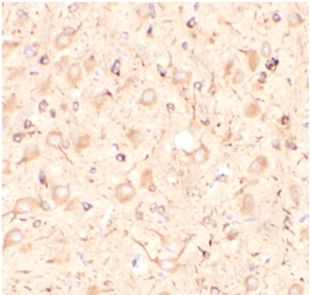 KISS1 Antibody - BSA Free