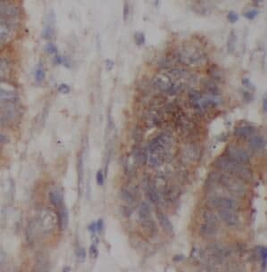 COL14A1 Antibody - BSA Free