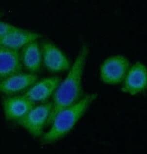 COL14A1 Antibody - BSA Free