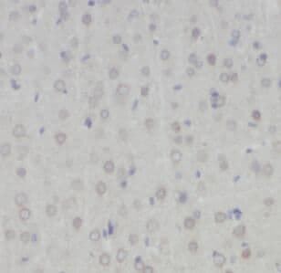 5-HT1A Antibody - BSA Free