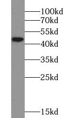 5-HT1A Antibody - BSA Free