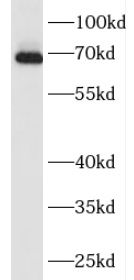FAM171A2 Antibody - BSA Free