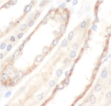 Utrophin Antibody - BSA Free