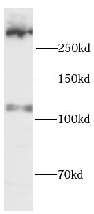 Utrophin Antibody - BSA Free