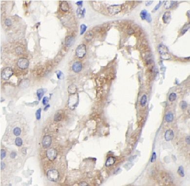 Spt6 Antibody - BSA Free