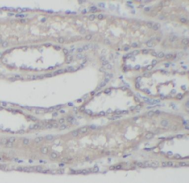 MRP6 Antibody - BSA Free