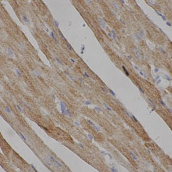 TRAM1 Antibody - BSA Free