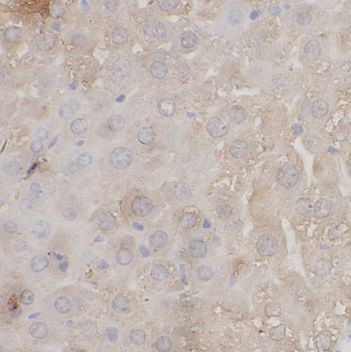 EFS Antibody - BSA Free