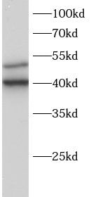 Slap Antibody - BSA Free