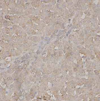 Complement C8A Antibody - BSA Free
