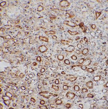 OBFC2B Antibody - BSA Free