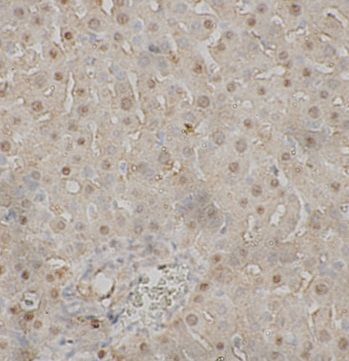 C8B Antibody - BSA Free