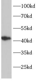ELK3 Antibody - BSA Free
