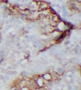 APOBEC3A Antibody - BSA Free