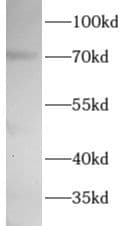 Wee1 Antibody - BSA Free