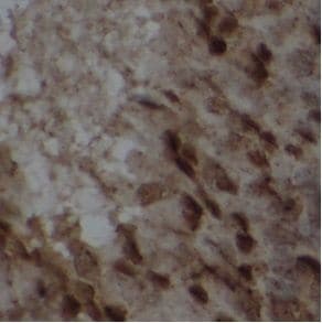 Wee1 Antibody - BSA Free