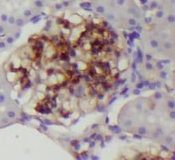 Claudin-5 Antibody - BSA Free