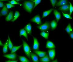 Myosin light chain 3 Antibody - BSA Free