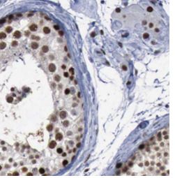 STAG3 Antibody - BSA Free