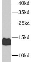CGRP2 Antibody - BSA Free