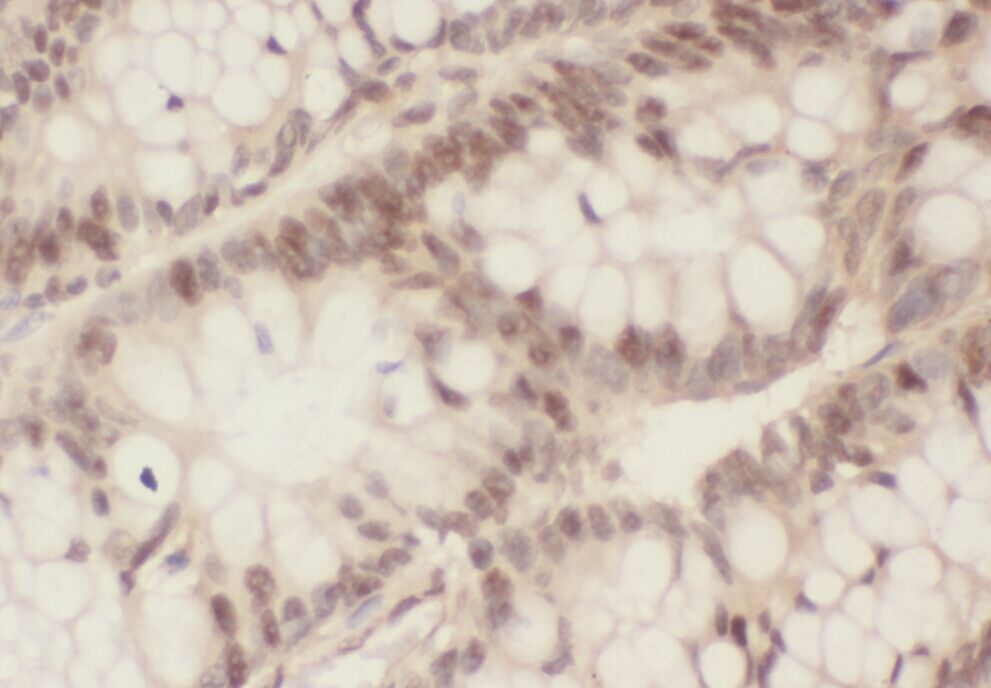 ZWILCH Antibody - BSA Free