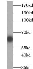 ZWILCH Antibody - BSA Free