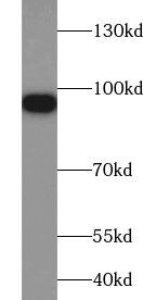 ZW10 Antibody - BSA Free