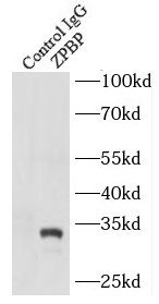 ZPBP Antibody - BSA Free