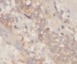 SLC30A7 Antibody - BSA Free