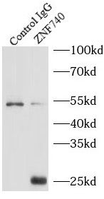 ZNF740 Antibody - BSA Free