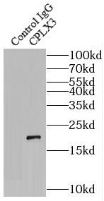 CPLX3 Antibody - BSA Free